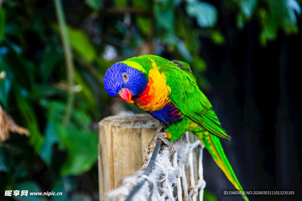 色彩斑斓的鹦鹉栖息木柱