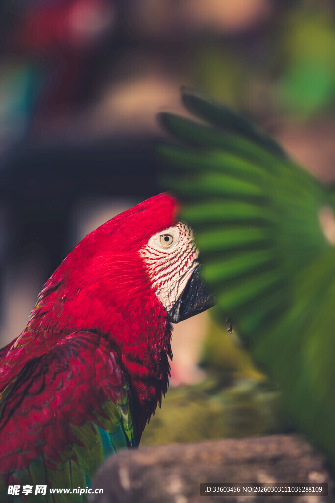 鲜艳红鹦鹉与绿羽互动