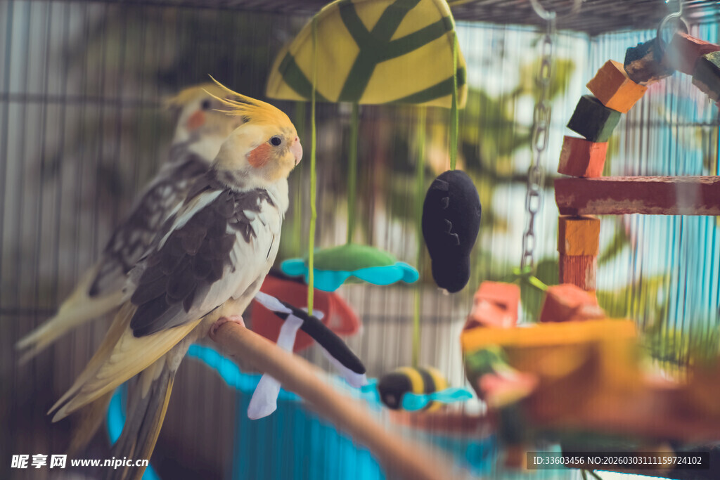 可爱鹦鹉栖息于多彩鸟笼旁