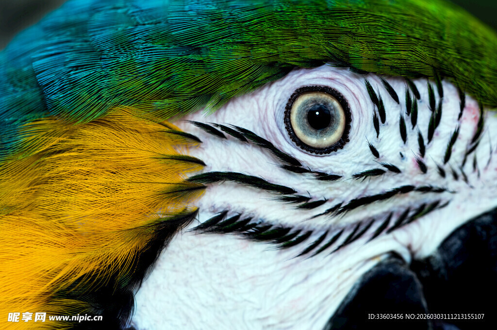 多彩鹦鹉特写