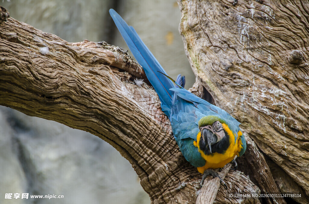 蓝鹦鹉栖息于树干上