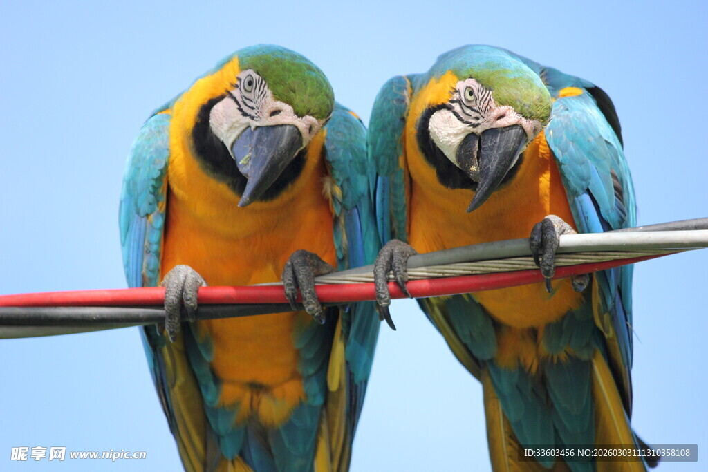 双鹦鹉栖于杆上