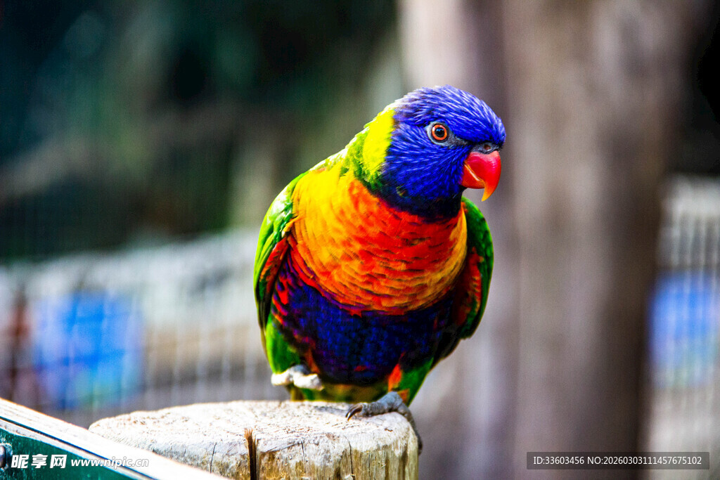 五彩鹦鹉栖息于木桩上