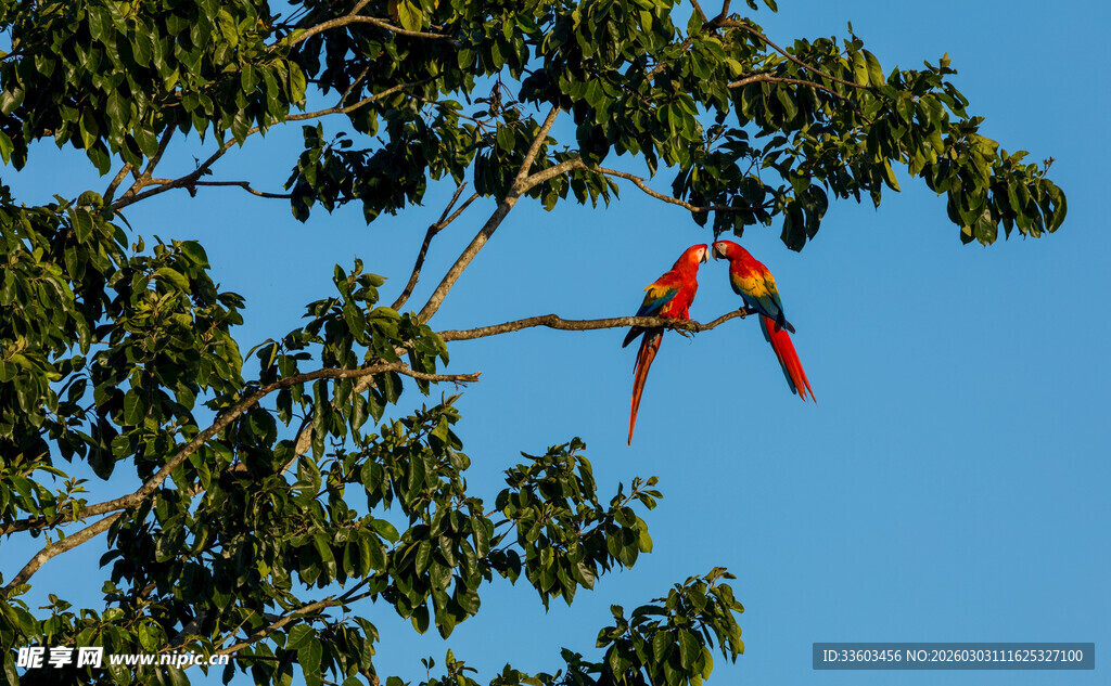 树枝上的鲜艳鹦鹉