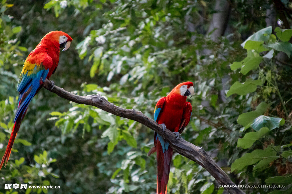 树枝上的多彩鹦鹉