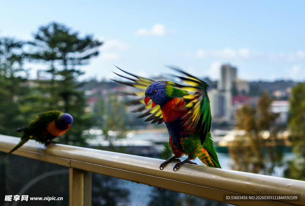 多彩鹦鹉立于阳台栏杆
