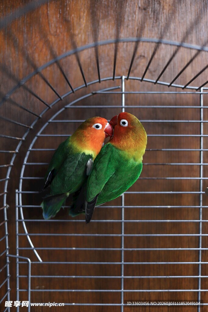 笼中双鹦鹉依偎