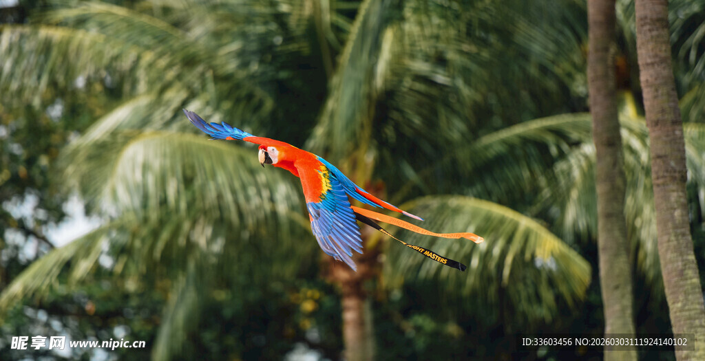 色彩斑斓鹦鹉栖息于棕榈树