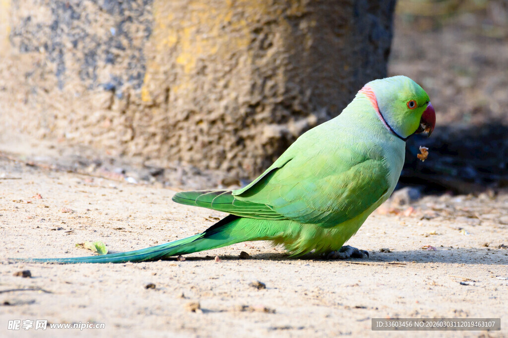 绿鹦鹉立于地面