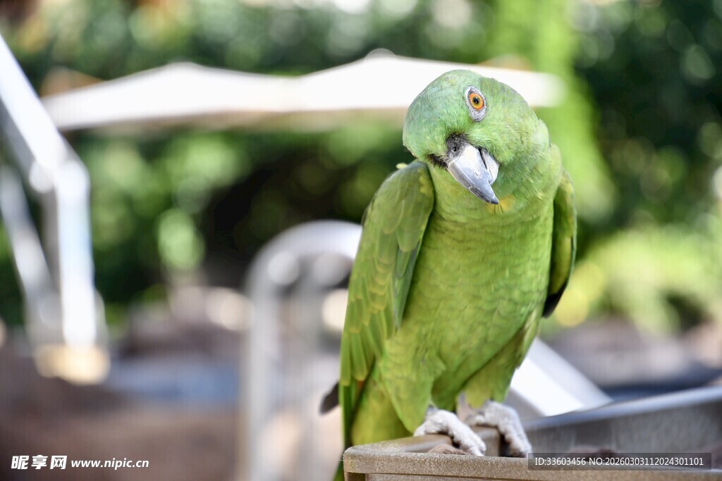 绿鹦鹉栖息木上