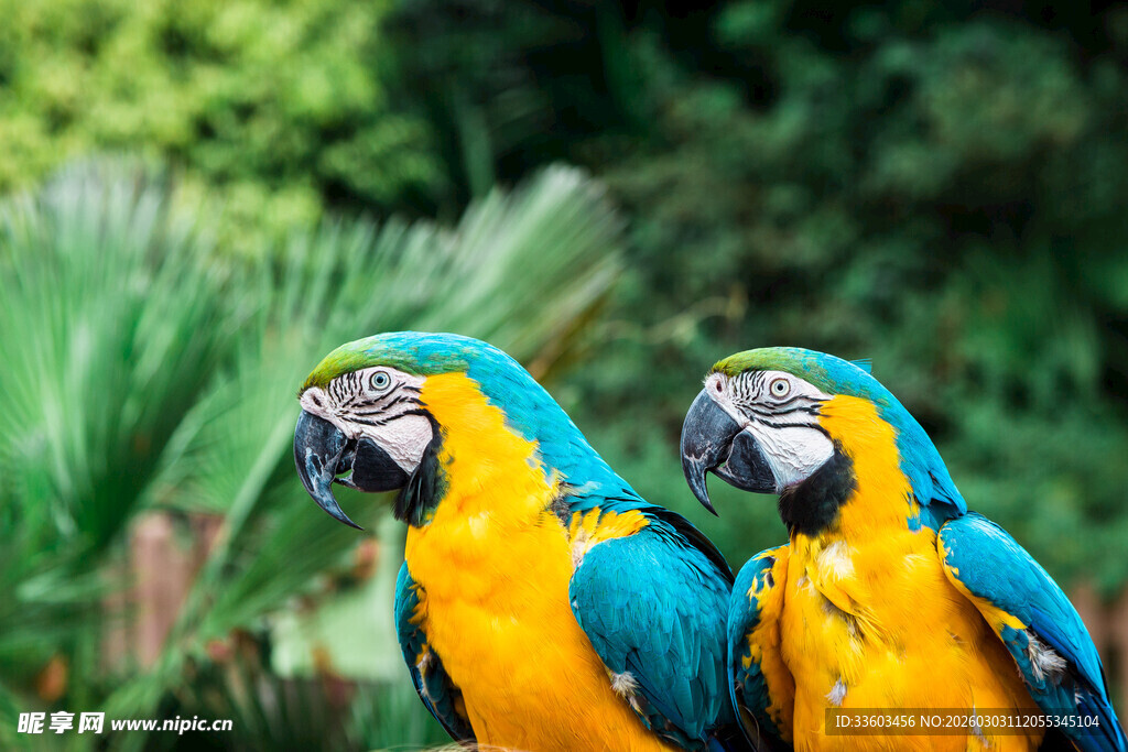 两只色彩艳丽的金刚鹦鹉