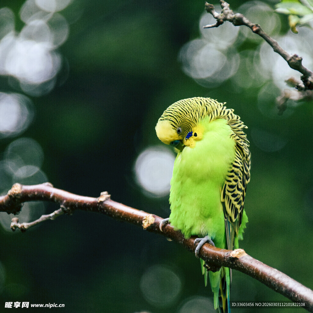 枝头绿鹦鹉