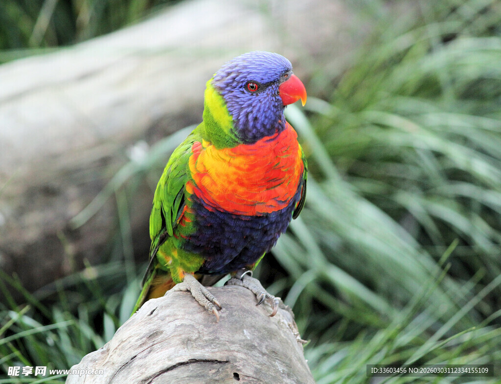多彩鹦鹉栖息于木头上