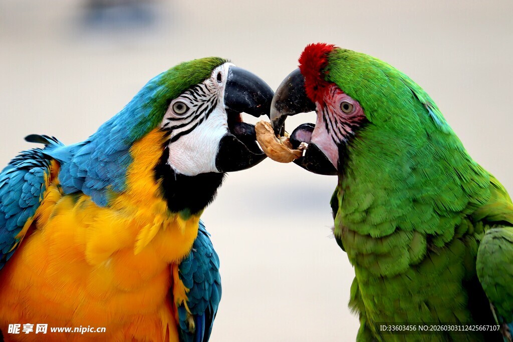 鹦鹉亲昵互动瞬间