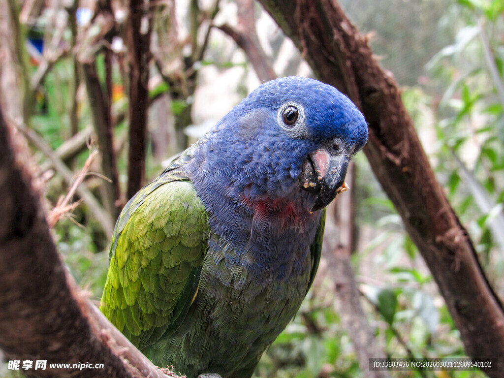 蓝头绿身鹦鹉栖于树枝
