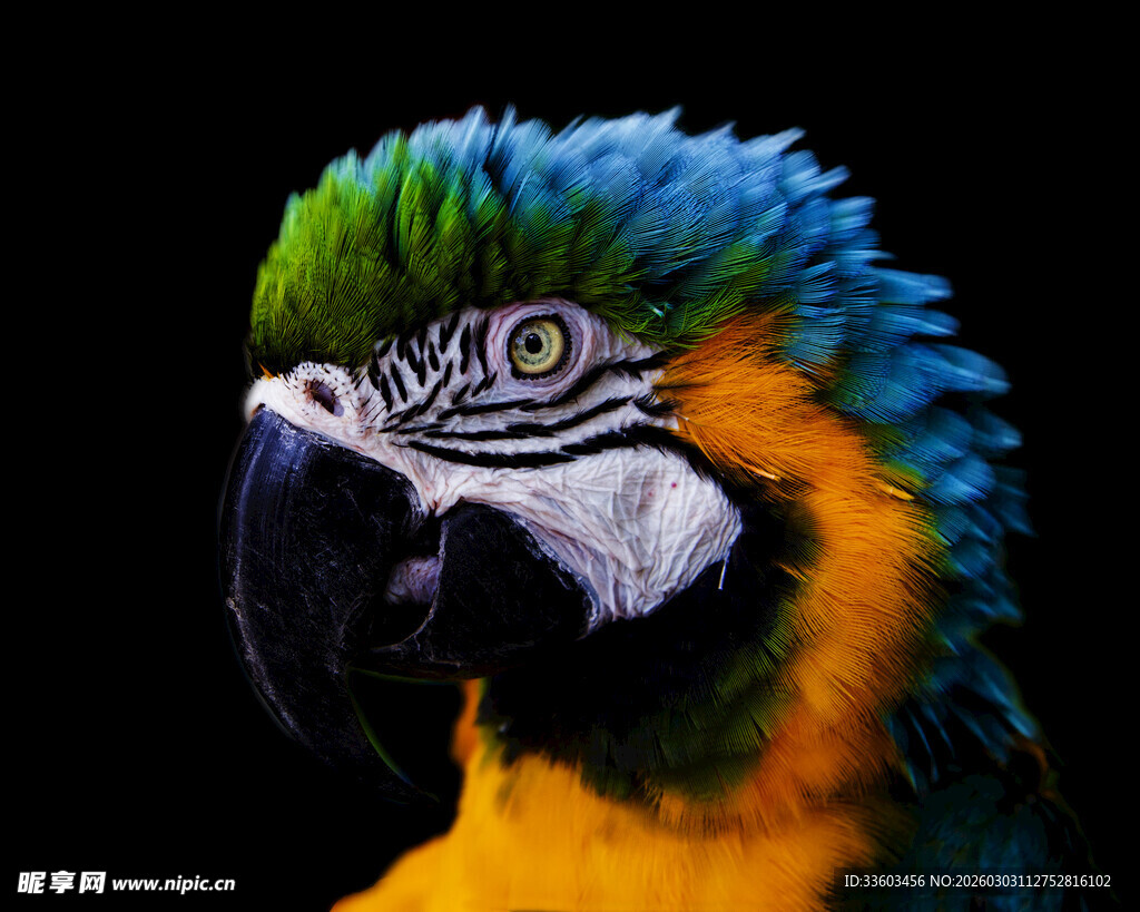 多彩鹦鹉特写