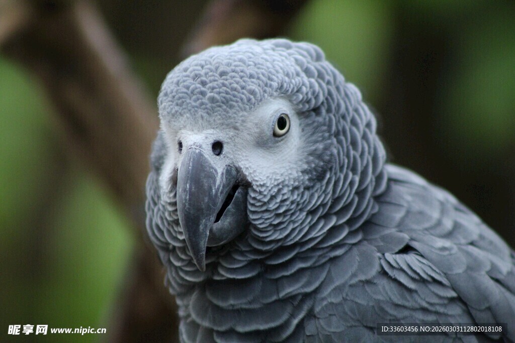 灰鹦鹉特写