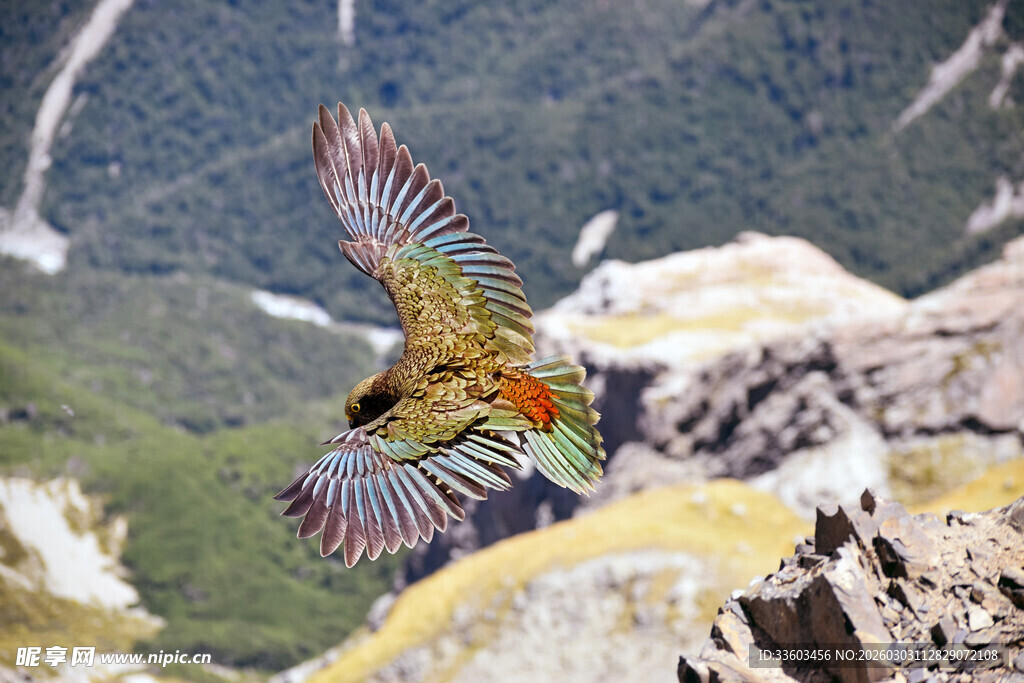 高山间展翅翱翔的斑斓飞鸟