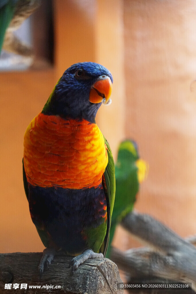 多彩鹦鹉栖息于枝头