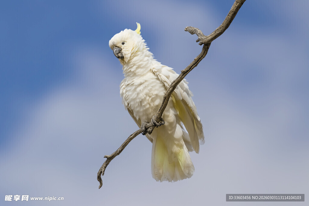 枝头白鹦鹉
