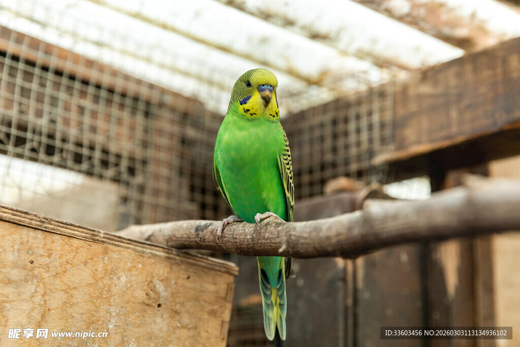 枝头绿鹦鹉