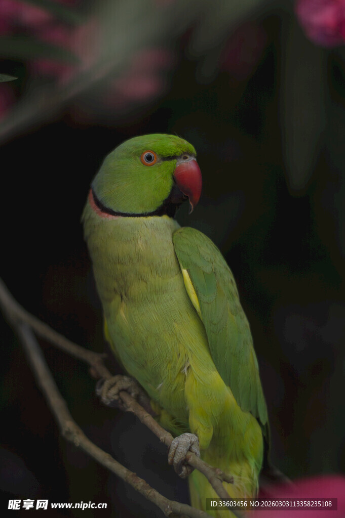 枝头绿鹦鹉