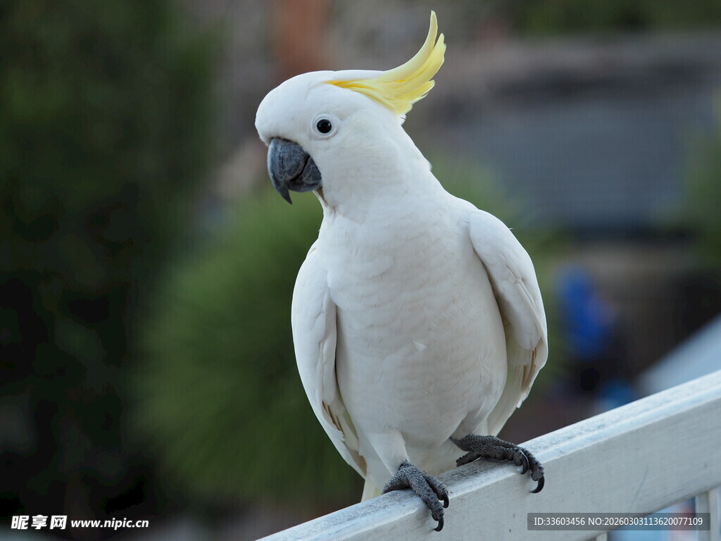 黄冠凤头鹦鹉栖息栏杆