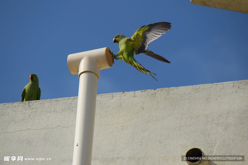 屋顶上的鹦鹉与白色管道