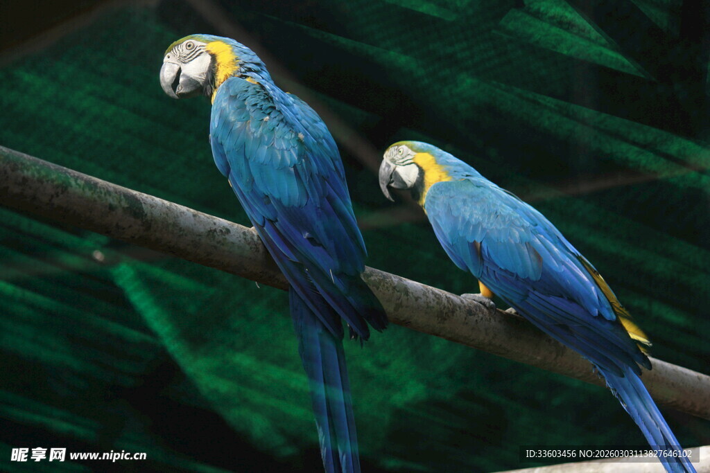 树枝上的蓝黄相间鹦鹉