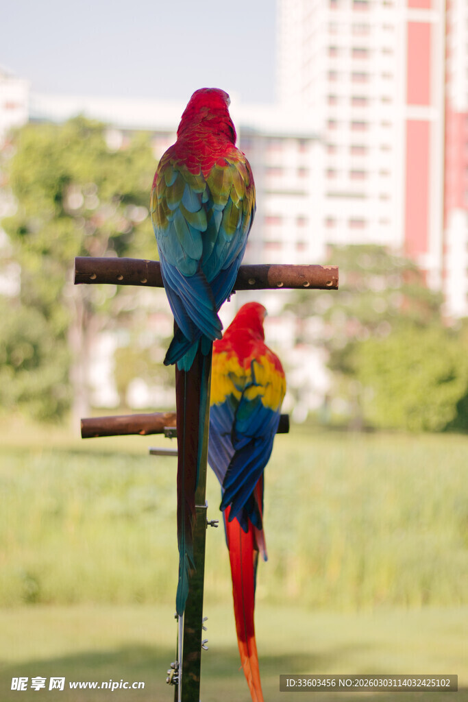 双彩鹦鹉栖于杆上