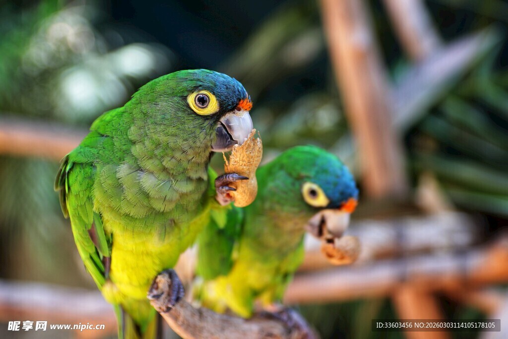 两只翠绿鹦鹉进食瞬间