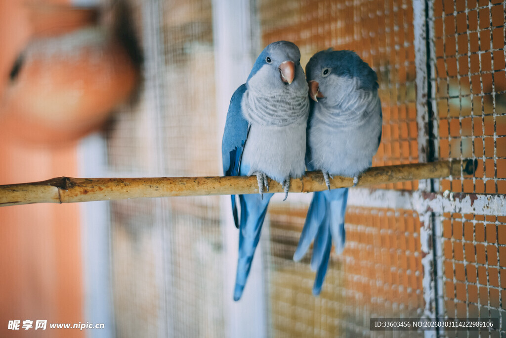 两只蓝鹦鹉依偎在杆上
