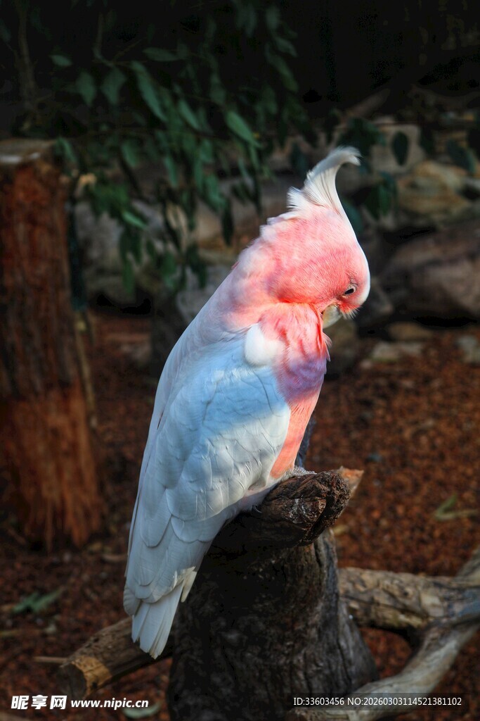 美丽凤头鹦鹉栖息树桩