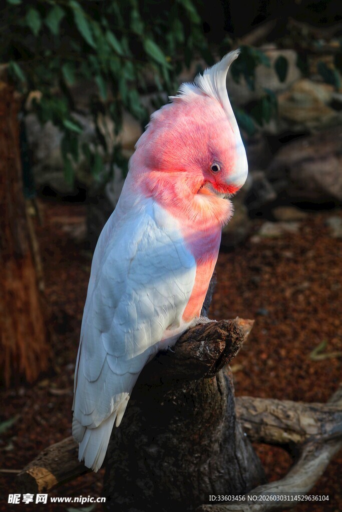 粉红凤头鹦鹉栖息于木上