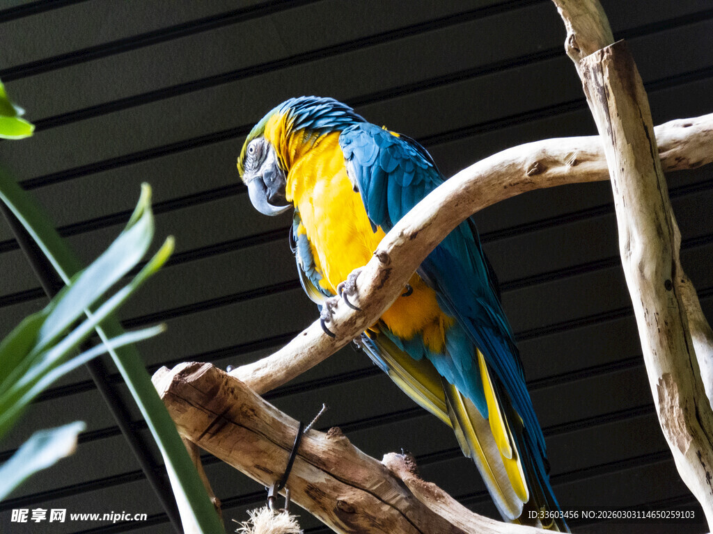 蓝黄鹦鹉栖息于树枝上