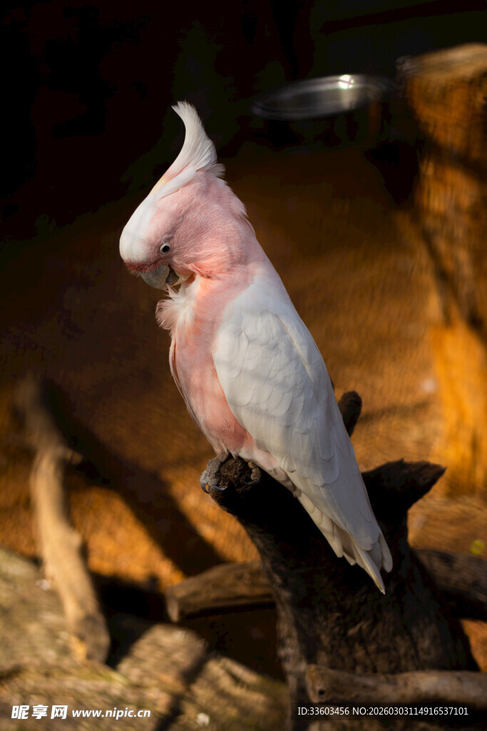 粉色凤头鹦鹉栖息于木上