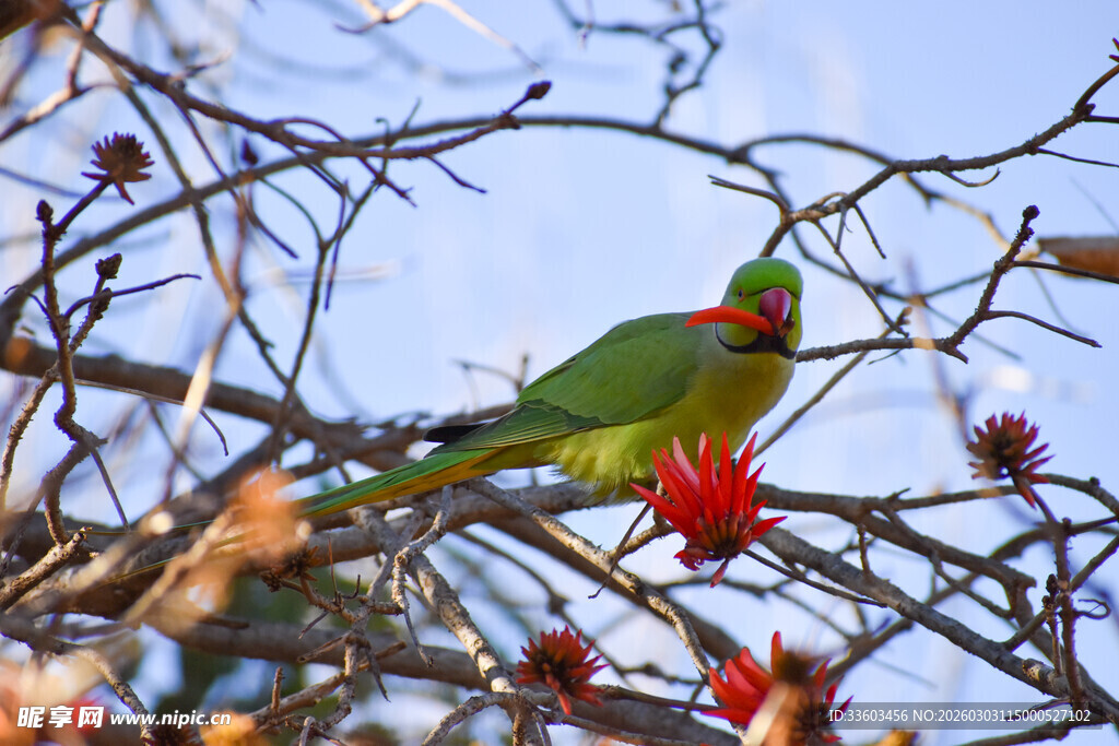枝头绿鹦鹉赏艳丽花朵