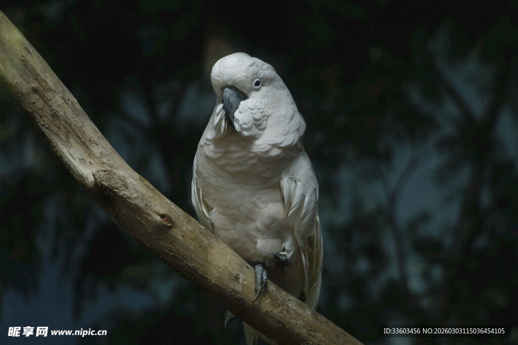 枝头的白色鹦鹉