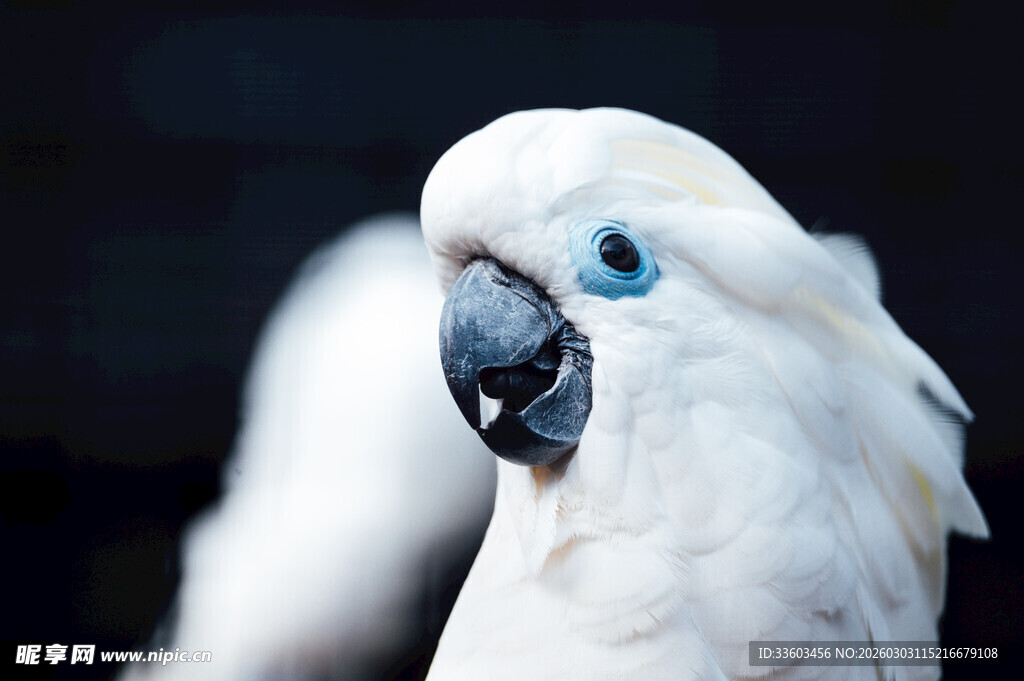 蓝眼白鹦鹉特写