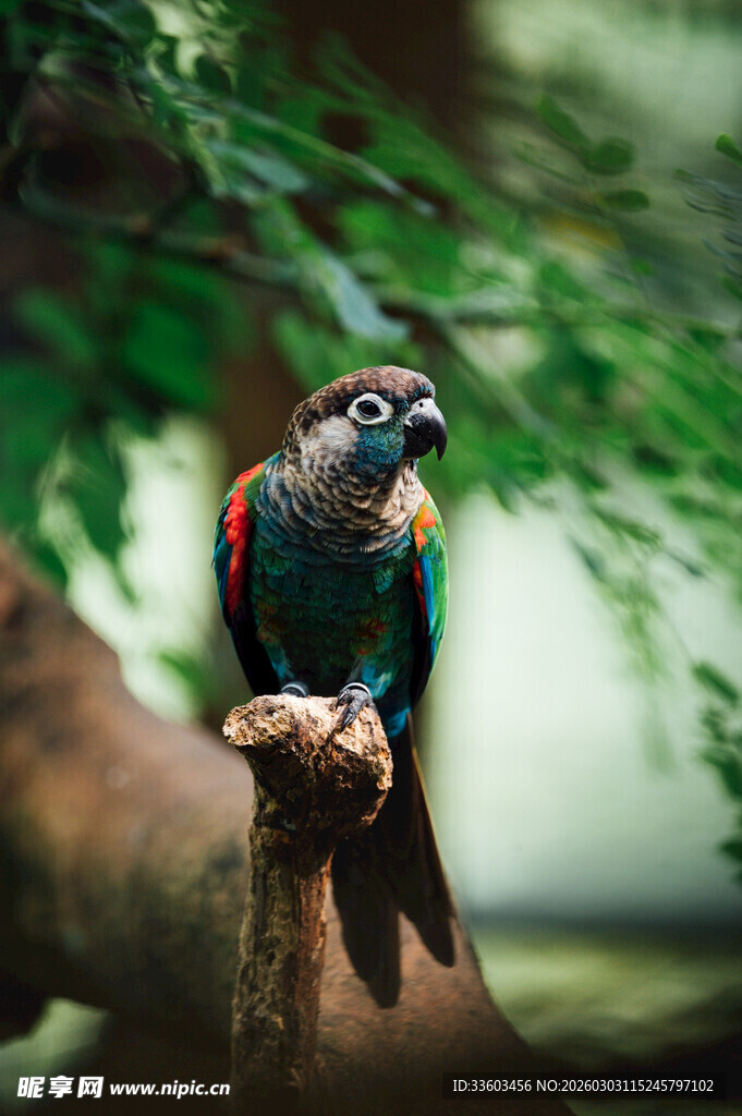 多彩鹦鹉栖息于树枝上