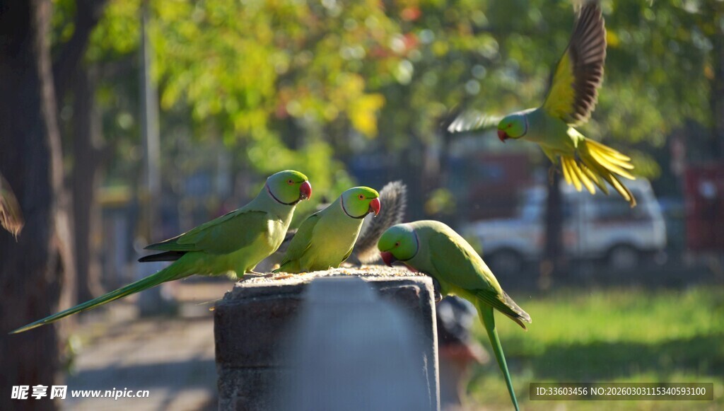 户外栖息与飞舞的绿鹦鹉