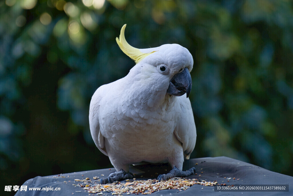 白鹦鹉低头啄食谷物