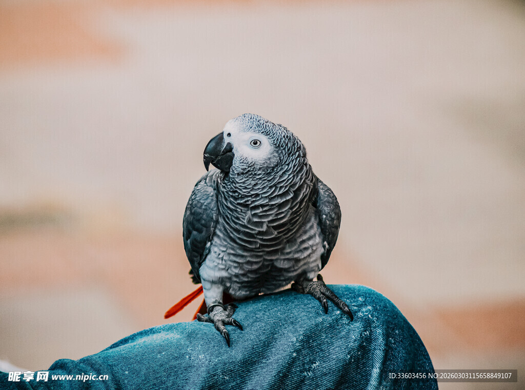 灰鹦鹉站在手臂上