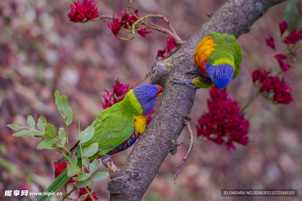 多彩鹦鹉栖于繁花枝头