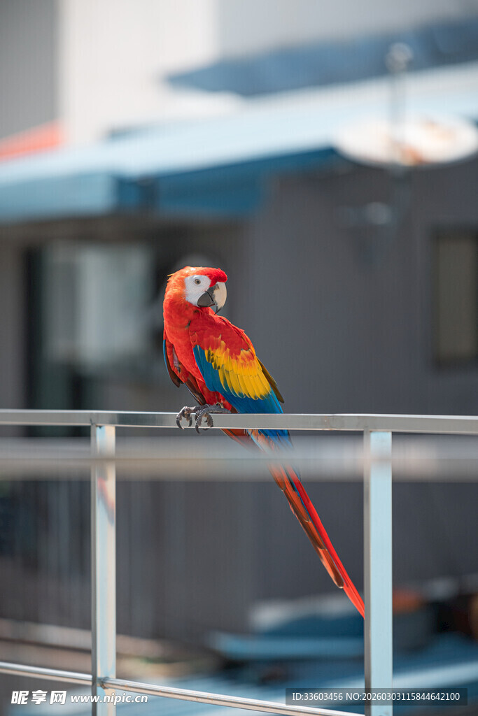 色彩艳丽的鹦鹉栖息栏杆上
