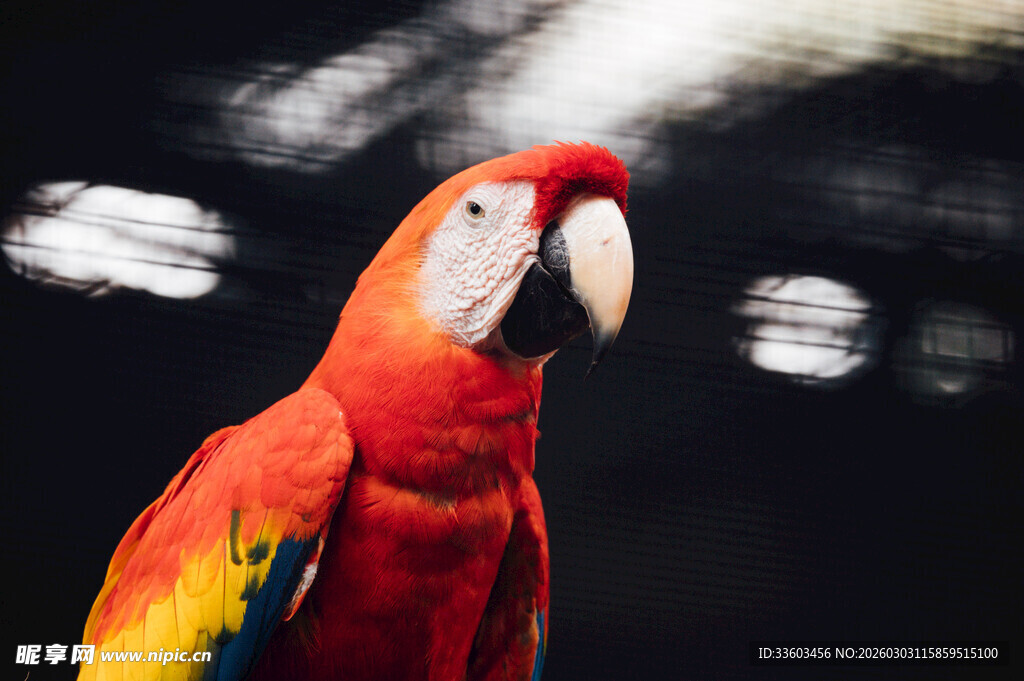 鲜艳红鹦鹉特写