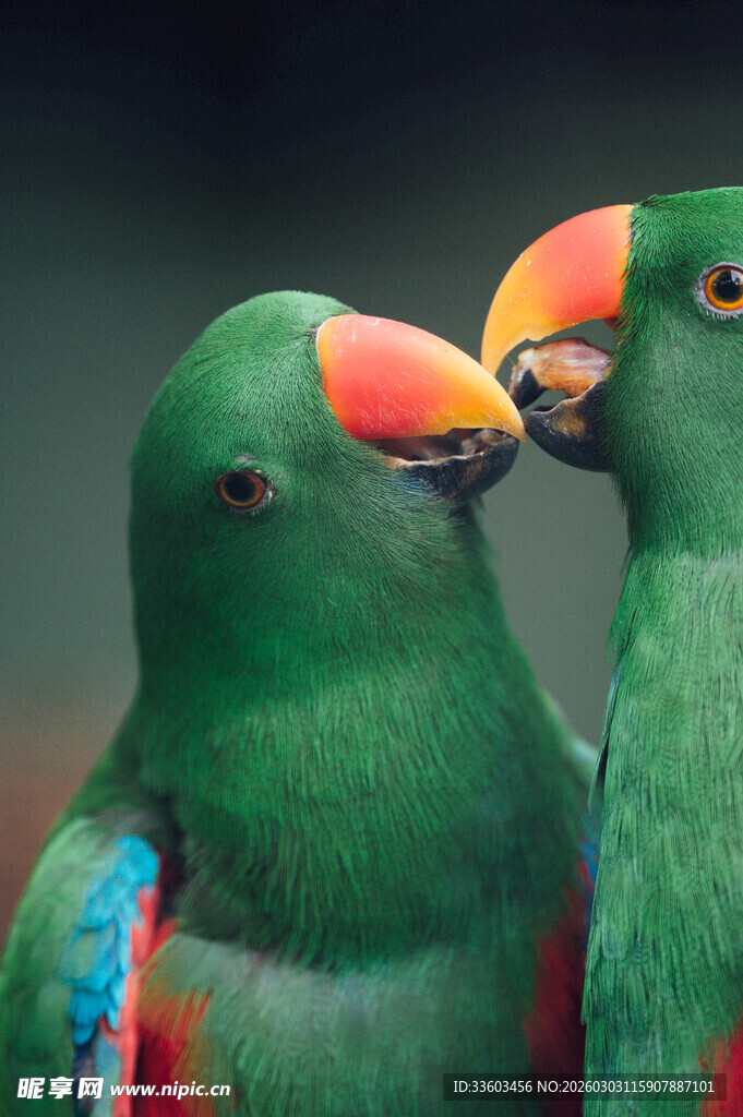 亲昵双鹦鹉