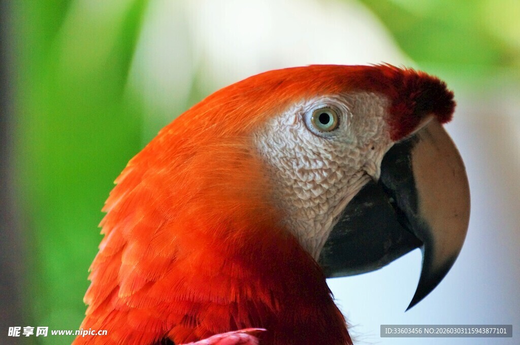 鲜艳红鹦鹉特写