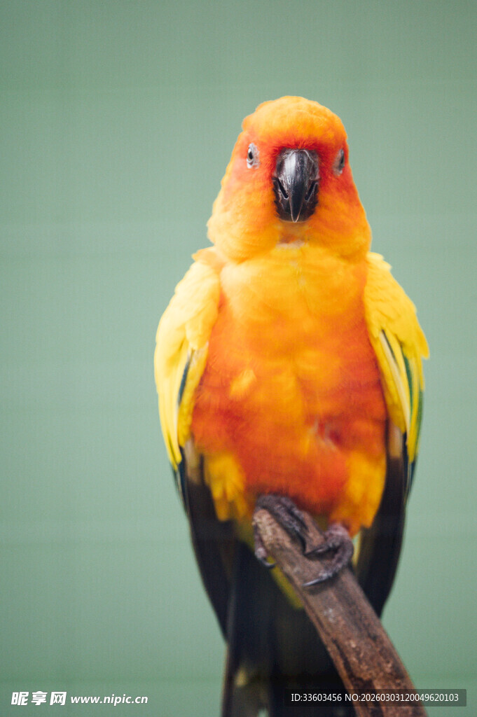 色彩艳丽的鹦鹉栖息枝头