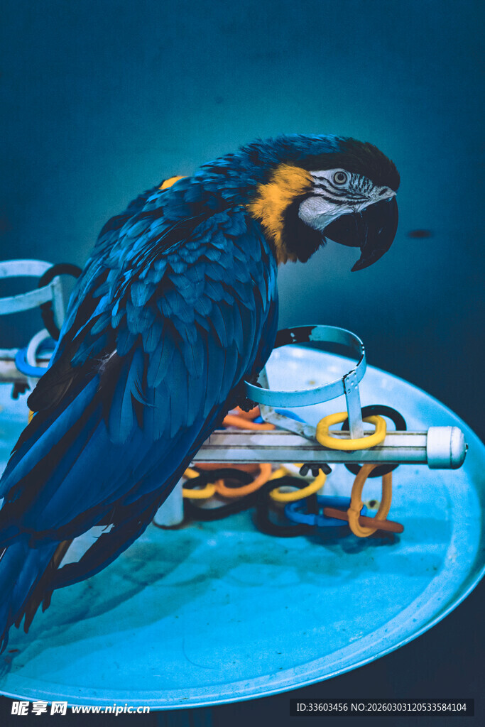 蓝色鹦鹉与盘中物件